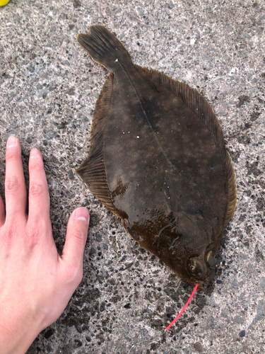 カレイの釣果