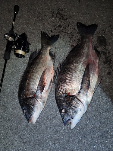 クロダイの釣果