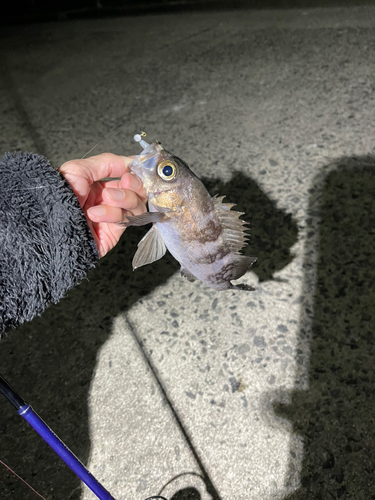 シロメバルの釣果