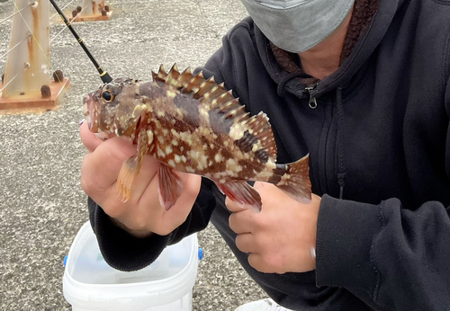 カサゴの釣果