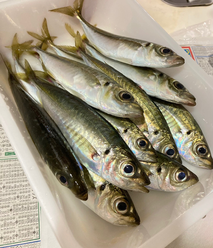 アジの釣果