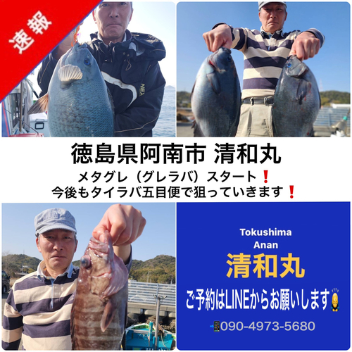 グレの釣果