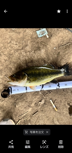 ブラックバスの釣果