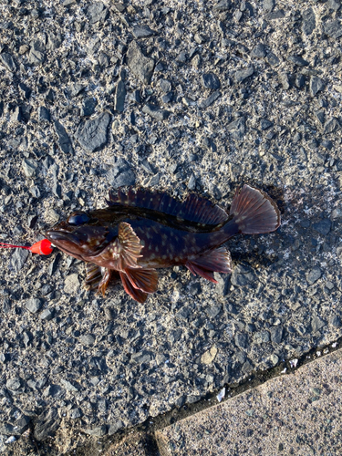 カサゴの釣果