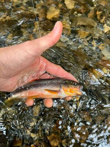 カワムツの釣果