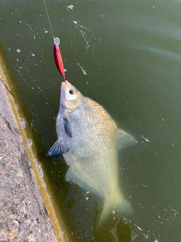 ダントウボウの釣果