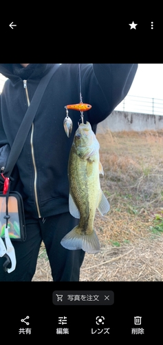 ブラックバスの釣果