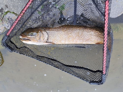 タイガートラウトの釣果