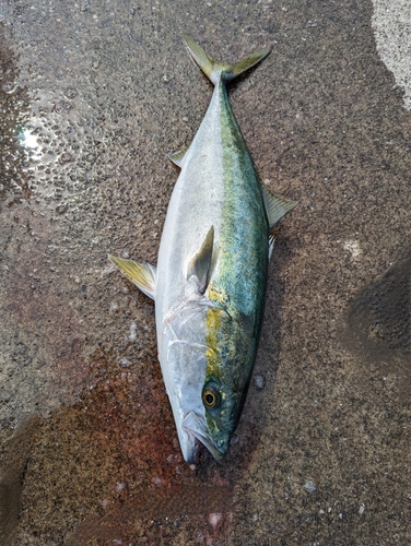 ハマチの釣果