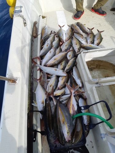 カンパチの釣果