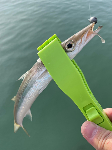 アカカマスの釣果