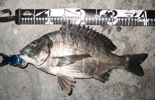 クロダイの釣果