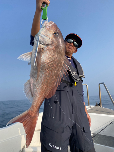 マダイの釣果