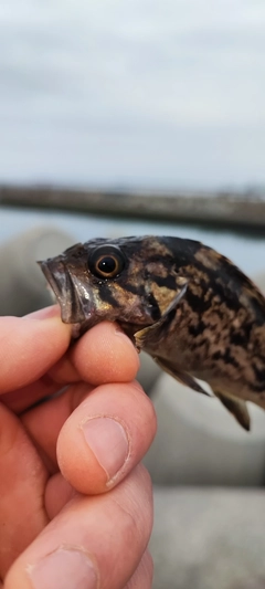 クロソイの釣果