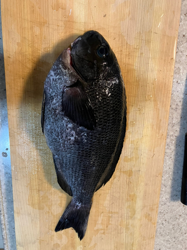 メジナの釣果