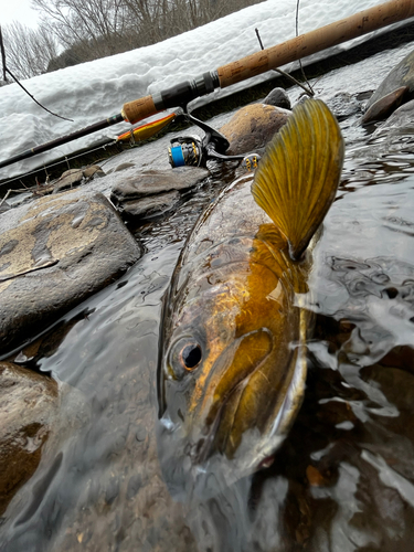 ブラウントラウトの釣果