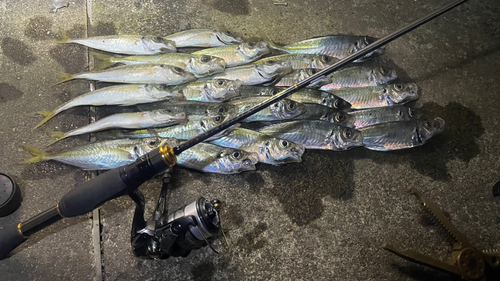 アジの釣果