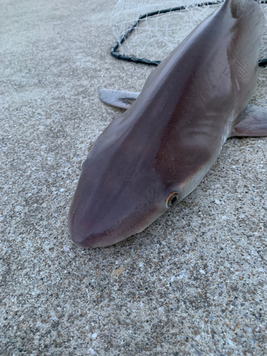 サメの釣果