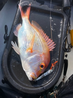 レンコダイの釣果