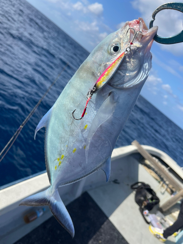 ナンヨウカイワリの釣果