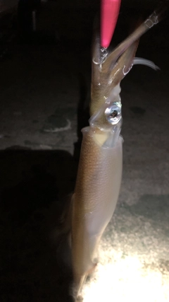 イカの釣果