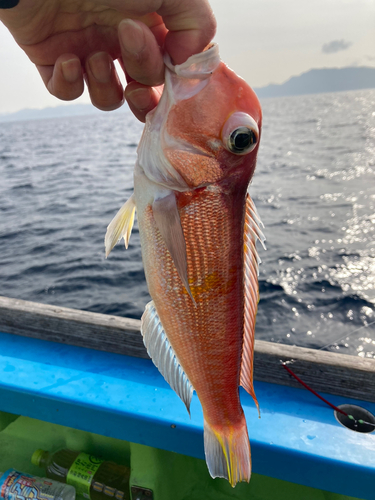 アカアマダイの釣果