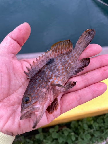 キジハタの釣果