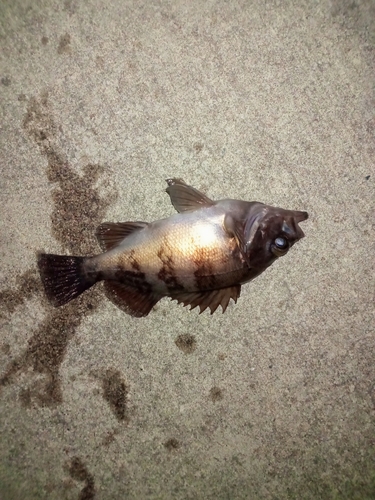 メバルの釣果