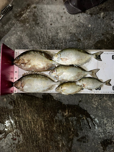 アイゴの釣果