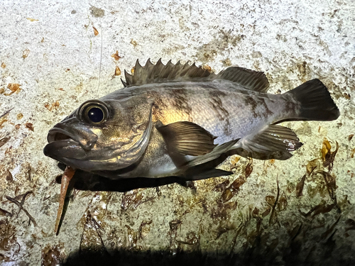 メバルの釣果