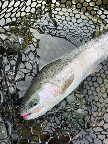 ニジマスの釣果