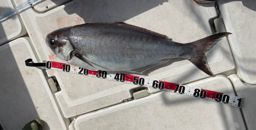 メダイの釣果