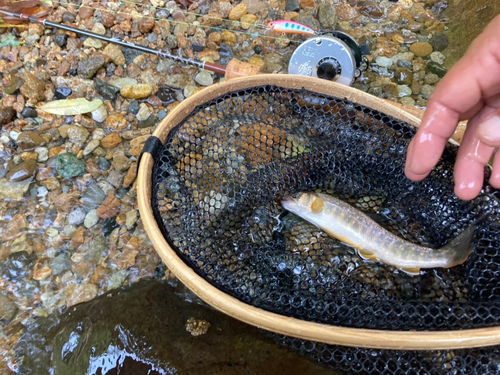 イワナの釣果