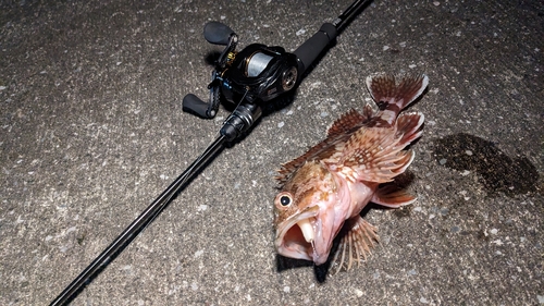 カサゴの釣果