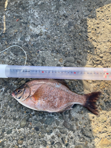 ウミタナゴの釣果