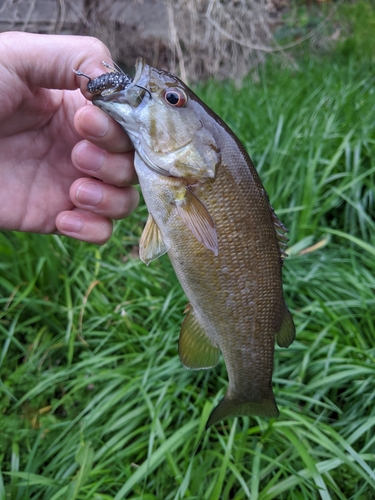 スモールマウスバスの釣果