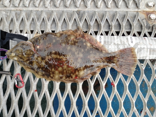 カレイの釣果