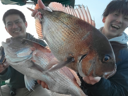 マダイの釣果