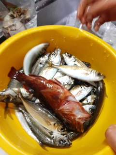 ヒラアジの釣果