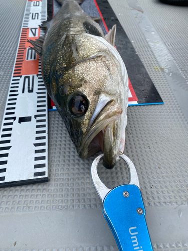 シーバスの釣果