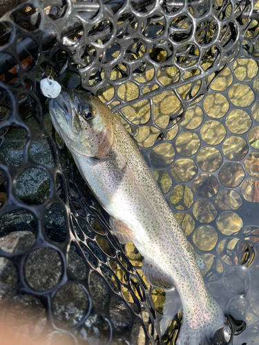 ニジマスの釣果