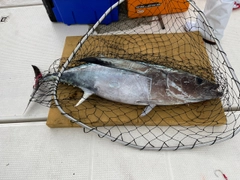 ビンチョウマグロの釣果