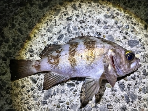 シロメバルの釣果