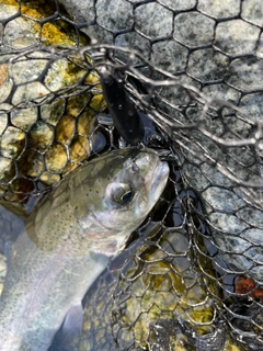 ニジマスの釣果