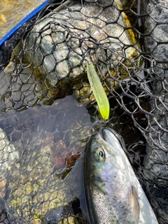 ニジマスの釣果