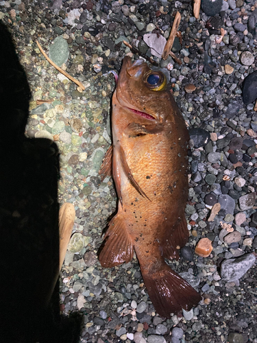 アカメバルの釣果