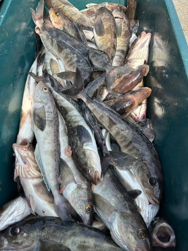 ホッケの釣果