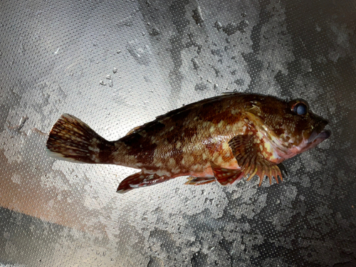 カサゴの釣果