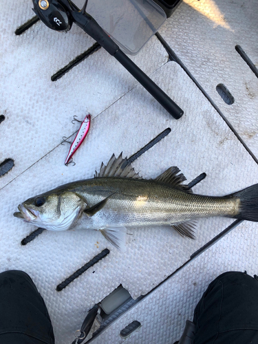 シーバスの釣果