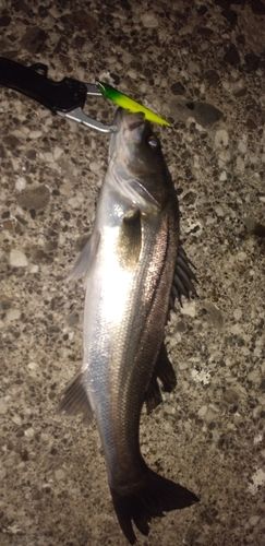シーバスの釣果